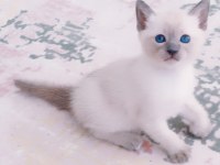 Blue point british shorthair bebekler