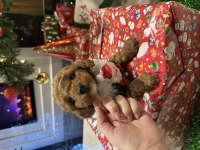 Özel çift renkli limited toy poodle