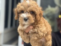 Çok özel yeni gelen kore maltipoo yavrularımız