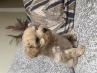 Maltipoo erkek Micro kore