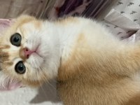 Golden baby british shorthair