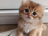 Yakışıklı british longhair yuvasını arıyor