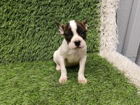 FRENCH BULLDOG HARİKA GÜZELLİKLER
