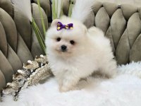 Pomerianan Boo İçin Ulaşın