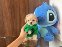 Show kalite toy poodle yavruları