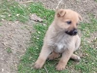 Alman malinois yavrular