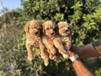 Maltipoo bebekler teacup