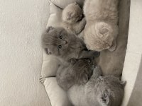 Yavru scottish fold minnoşlarımız