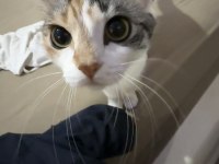 Minik kedimiz yeni yuva arıyor
