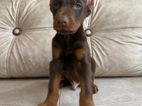 Kızıl doberman bebekler
