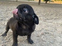 A+ HAMBURGER FACE BLACK PUG MOPS