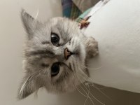 British Longhair Kedimiz
