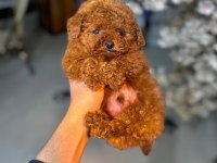 Mini toy poodle yeni yuvasına hazır