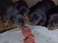 DOBERMAN BEBEKLER