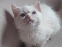 2 aylık british shorthair yavru kedilerimiz