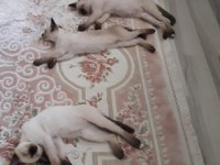 %100 Safkan Siyam Kedisi Yavruları