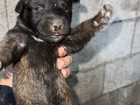 Malinois Bilgi İçin Yazın