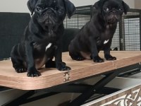 A+ HAMBURGER SURAT PUG MOPS