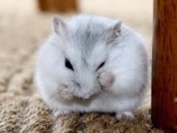 Albino gonzales ve gri gonzales hamster bebek de mevcut