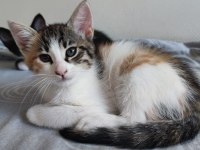 2.5 Aylık Çok Tatlı 3 Renkli Calico Dişi Kedimiz