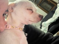 7 aylık chihuahua kartopu kızımız