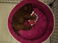 Teacup red brown toy poodle
