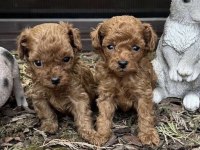 Toy Poodle Kore Cins
