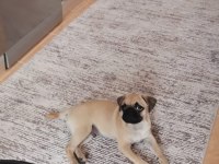 İlk günkü gibi heyecanlı pug