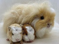 Guinea Pig Yavrular Aynı Gün Set Halinde Teslim Edilir