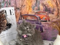 Show Kalite British Longhair Yavrular Yeni Yuvasını Arıyor