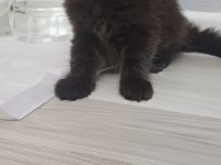 Xxl Boy Maine Coon Yavruları
