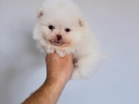 POMERANİAN BOO KREM VE BEYAZ ERKEK