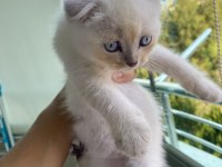 Scottish fold lynx point