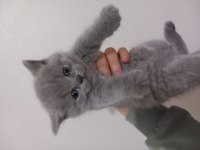Orijinal bakımlı minik british shorthair dostlar 48 günlük