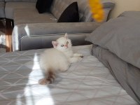 MİNNAK SCOTTİSH BEBEKLERİM DEĞERİNİN ALTINDA VERİLECEK