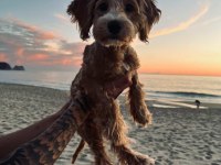Maltipoo 4 Aylık Herşeyi Hazır