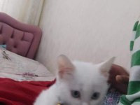 Ankara kedisi sahiplendirmek istiyorum