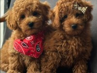 Toy Poodle Bebek Köpekler