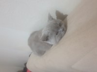 3 aylık british shorthair