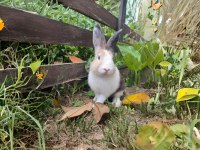 Munchie Lop Kırması Tavşan