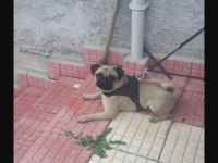 Pug Mops Paşa