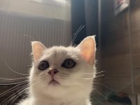 Sliver yavru british shorthair
