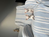 6 Aylık Micro-Teacup Şivava Mükemmel Dişiler
