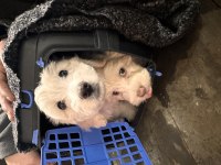 Köpeğimiz sahiplendirilmeyi bekliyor