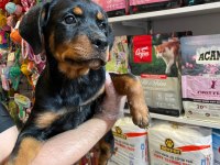 Rottweiler yavrular