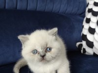 Kendi kedimin yavruları