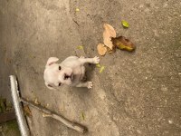 Son 2 erkek yavru kaldı 3 aylık french bulldog