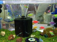 Lepistes moli kılıç neon tetra