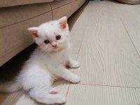Scottish fold kediler yeni ailelerini bekliyorlar