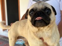 Yetişkin krem dişi pug